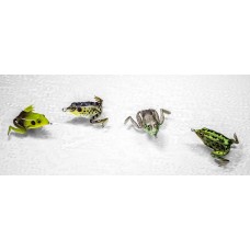  Pocket Frog Lunkerhunt